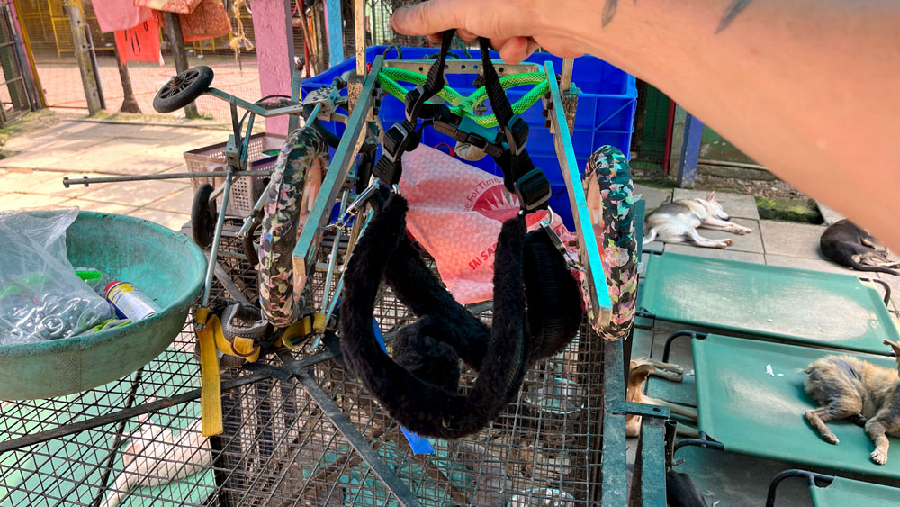 Dog wheelchair with a regular dog harness attached