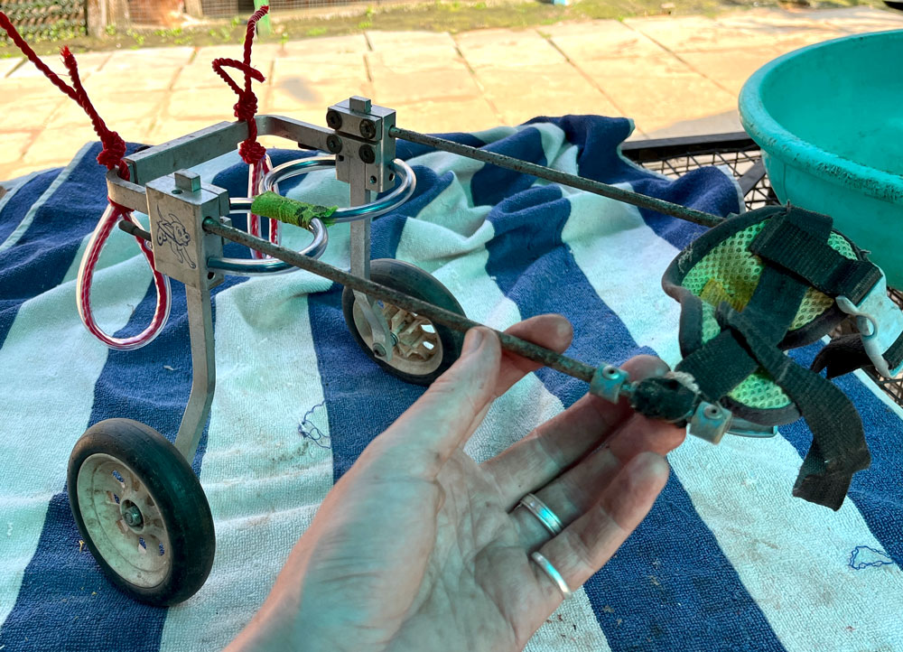 Refurbished puppy wheelchair